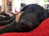 Das Tier in `ME´ inem Bett