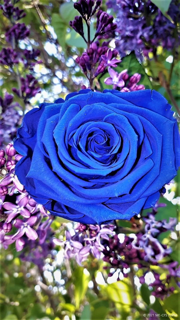 Blaue Rose – Gedicht des Trostes