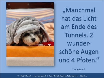 Seelenbalsam auf vier Pfoten